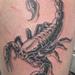 Tattoos - Scorpion - 53401